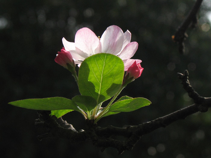 垂丝海棠 摄影 laoren