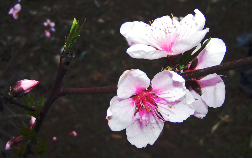 花 季 1 摄影 欣冰