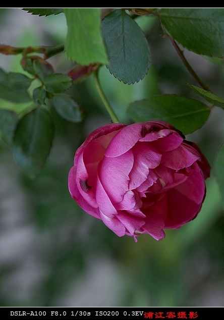 月季花 摄影 浦江客