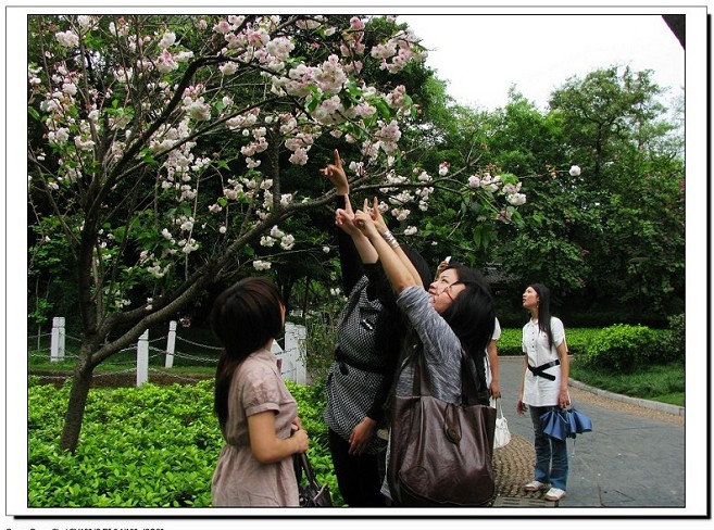 樱花属你最美 摄影 夢想菋唻