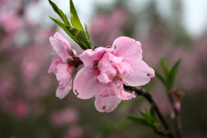 桃花韵1 摄影 平安