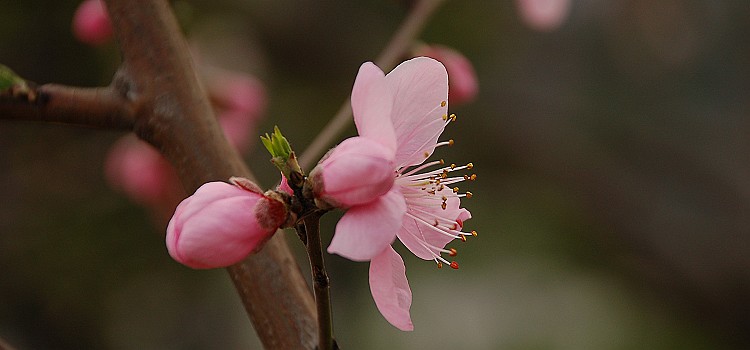 桃花盛开的时光（3） 摄影 桐乡老年大学