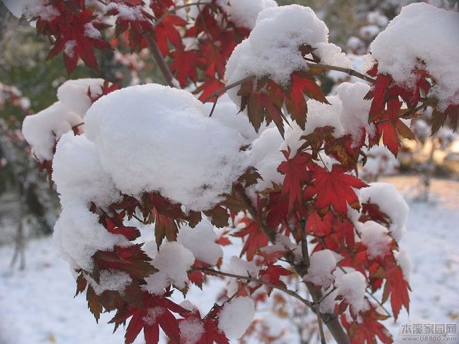 血红雪白 摄影 山地蚂蚁