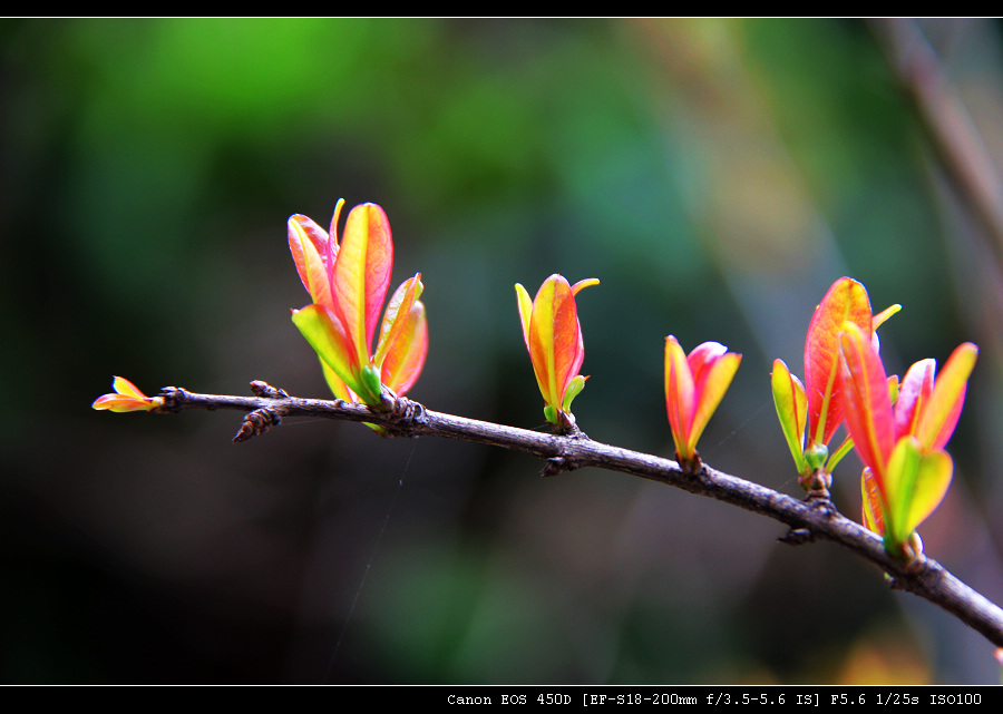 春芽儿 摄影 新闻调查