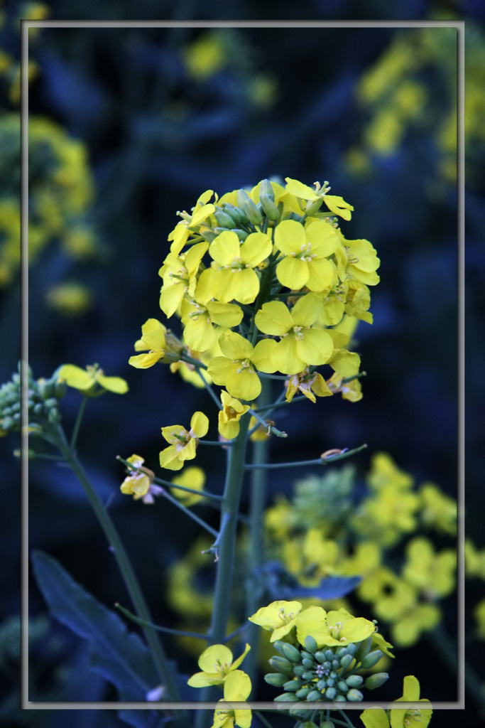 油菜花 摄影 信天嗡