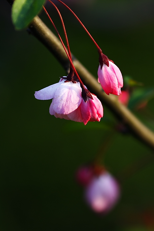 夕照花 摄影 zyds