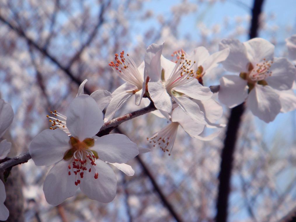 桃花绽放迎春来 摄影 精灵的眼泪