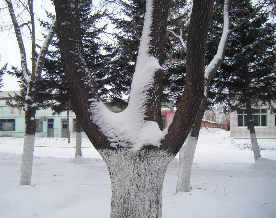 昨天的雪 摄影 三江龙