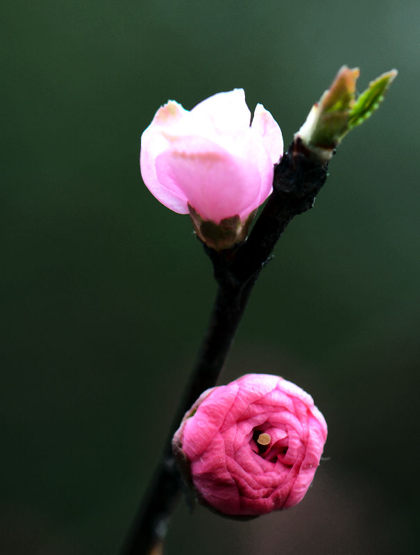 杏花 摄影 东皋朝霞