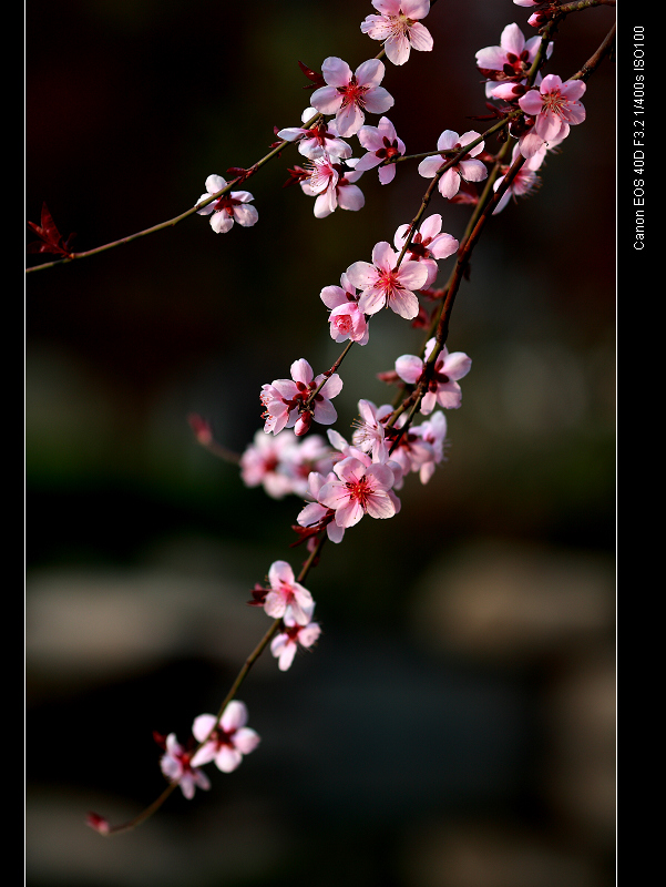 桃花 摄影 ajim