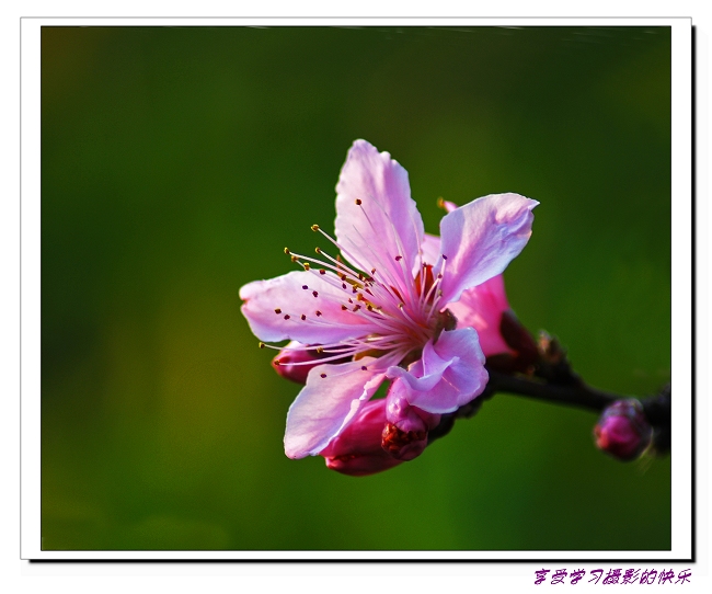 桃花朵朵开 摄影 榛榛