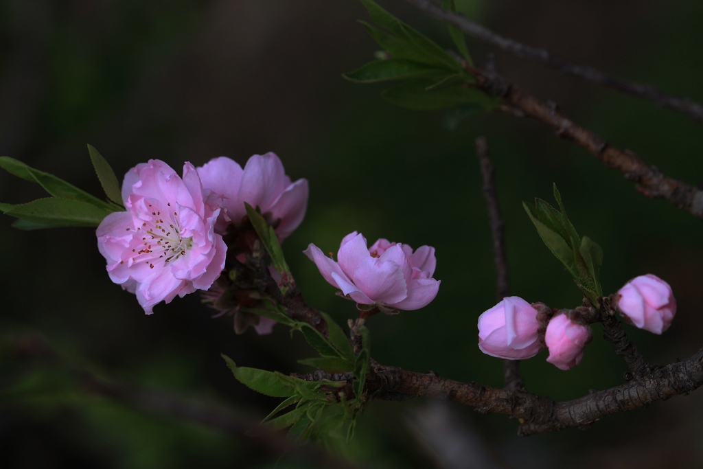 50D 微距 桃花 摄影 庐阳客