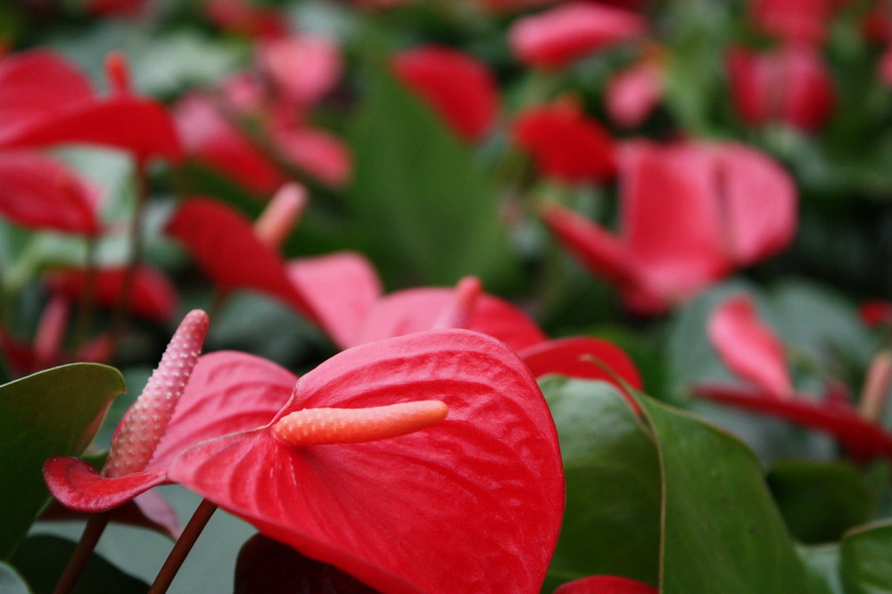 花卉 摄影 安安虎