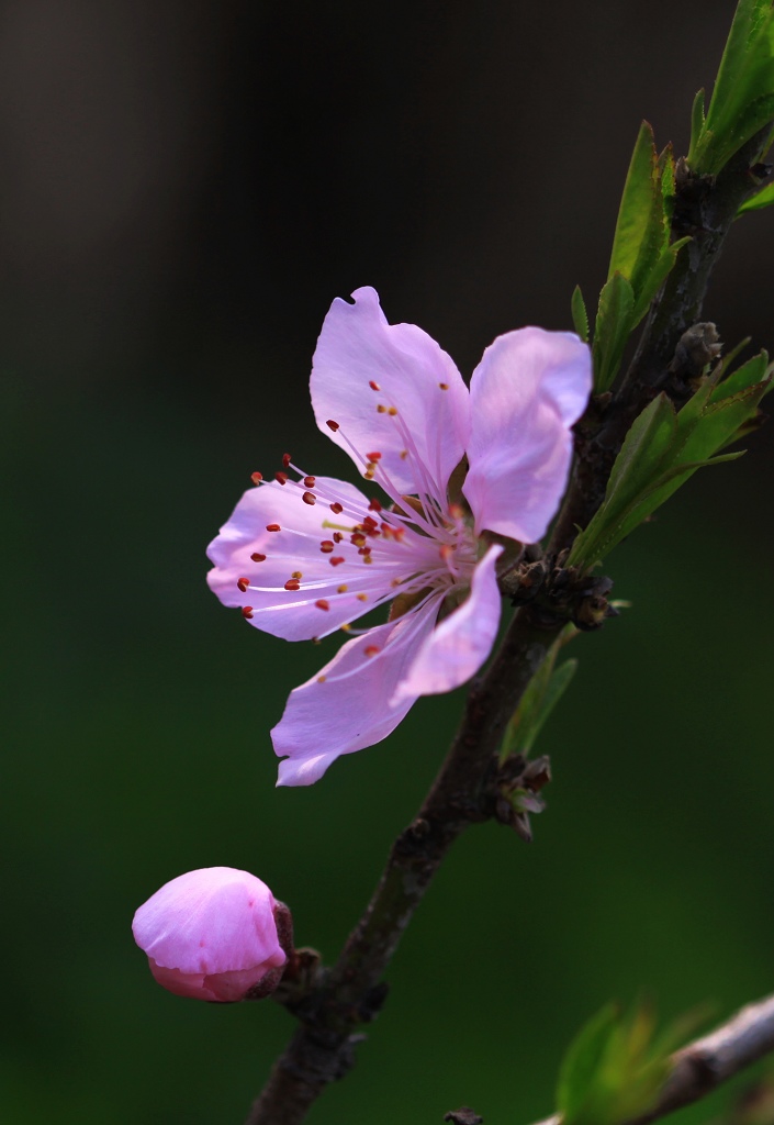 50D 微距 桃花 摄影 庐阳客