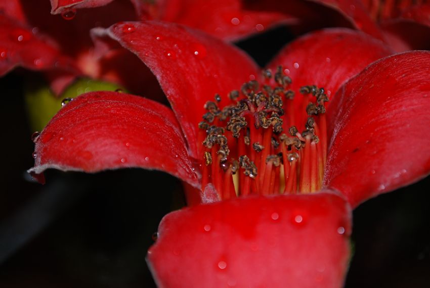 掉地上的木棉花 摄影 烟雨霞波