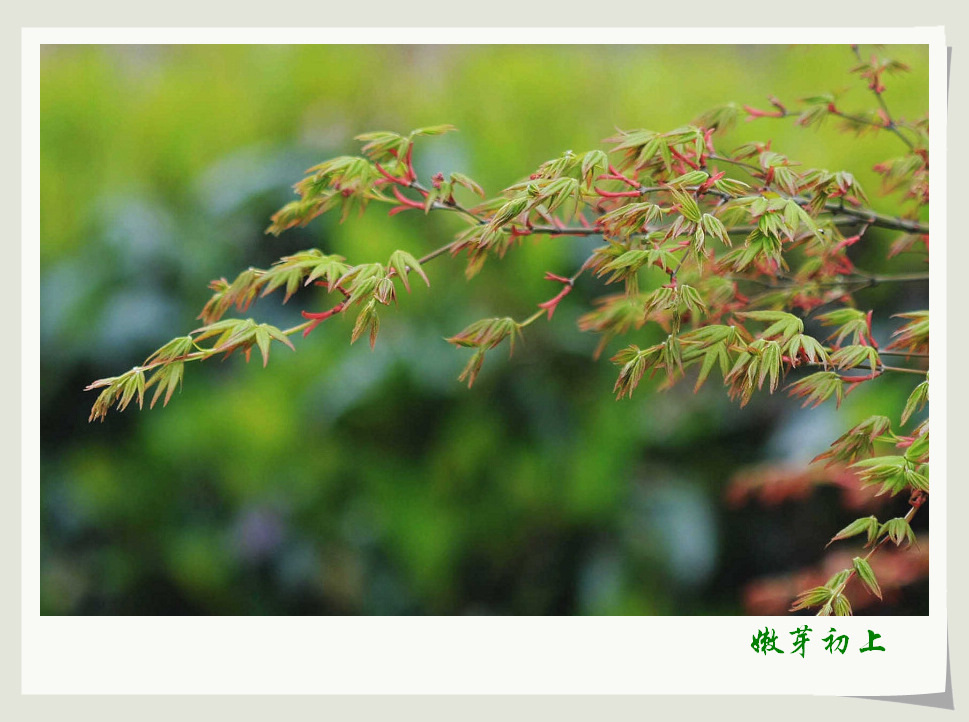 嫩芽初上 摄影 若有所思