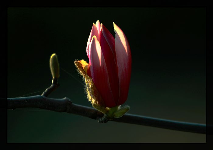 夕照中的玉兰花 摄影 凌波红莲