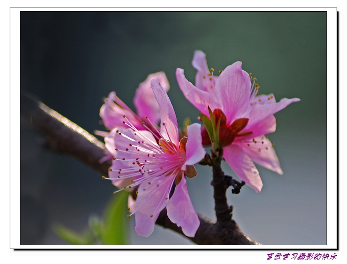 桃花朵朵开 摄影 榛榛