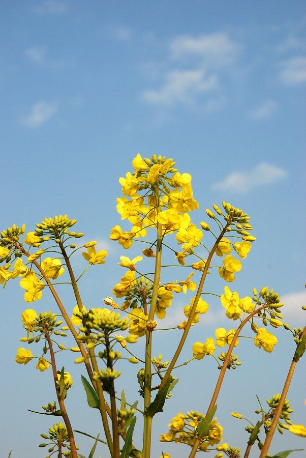 油菜花 摄影 信天堂使者