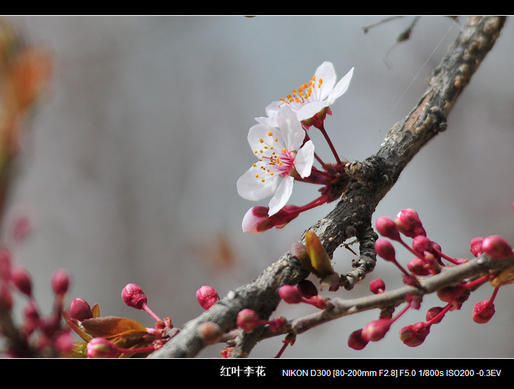 红叶李花 摄影 青石半岛