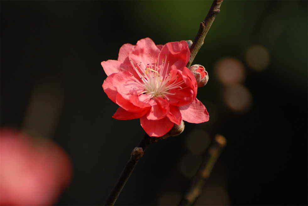 百花争艳~6 摄影 野茉莉