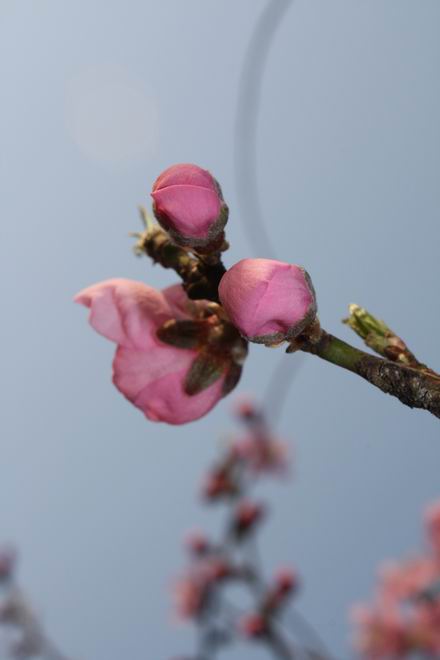 桃花韵3 摄影 平安