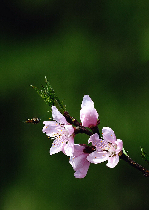 桃花 摄影 俏俏黄昏雨