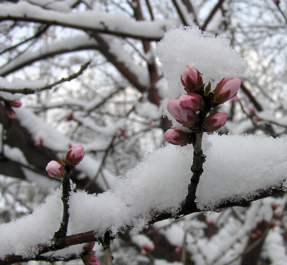 雪中梅 摄影 落叶有声