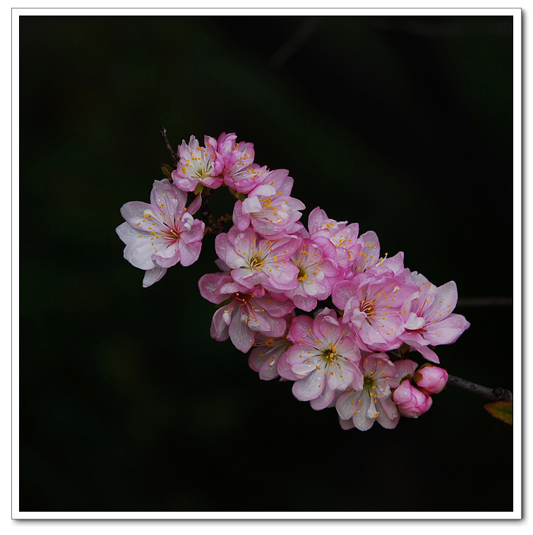 粉花重瓣麦李 摄影 超级臭爸