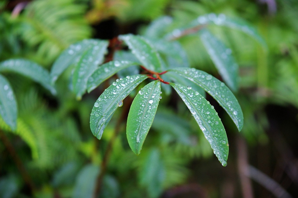 雨露 摄影 ndwindy