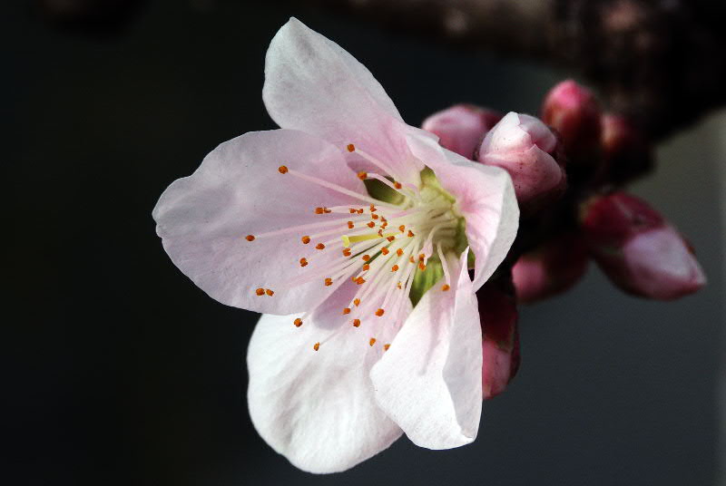 桃花 摄影 吃色者