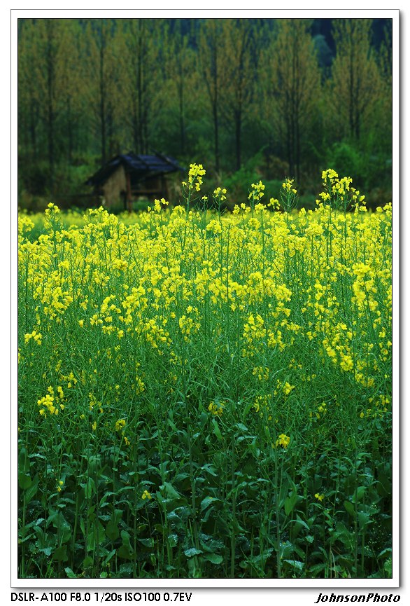 油菜花 摄影 attackzhou