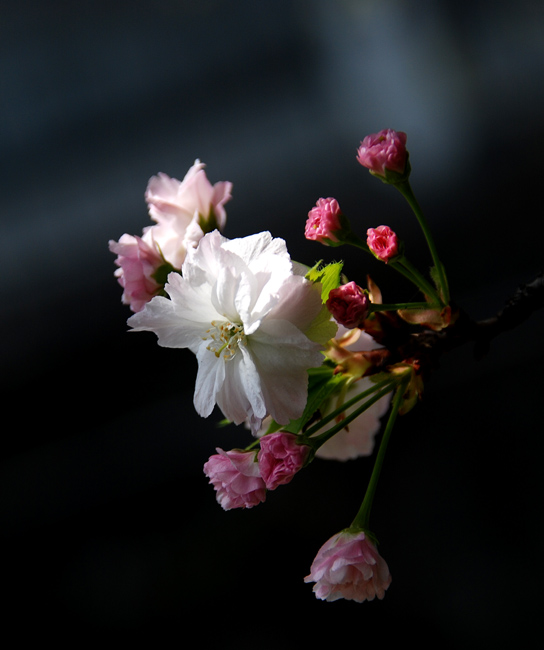 春光与樱花 摄影 老格