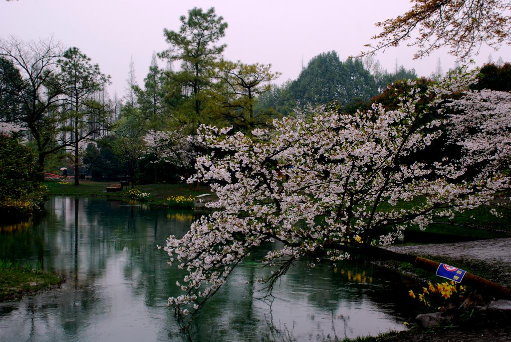 三月的芳菲2 摄影 彼岸的风景