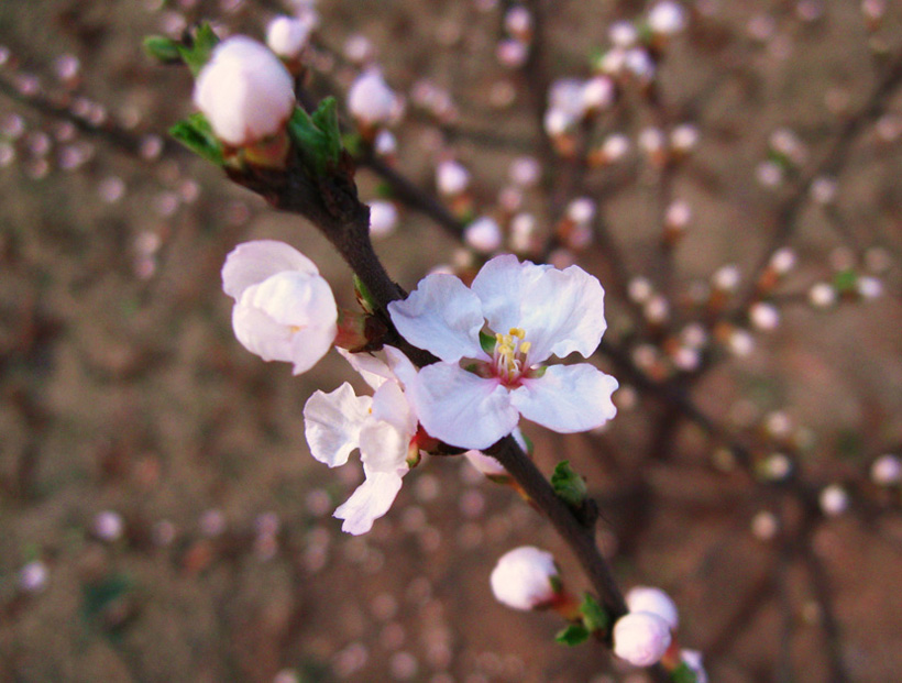 桃花 摄影 ishure