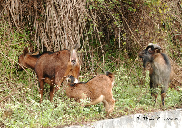 一家 摄影 淡淡光影