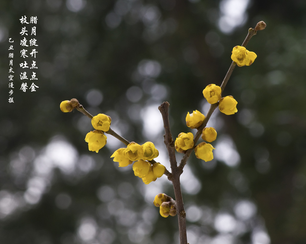 腊梅 摄影 太空漫步