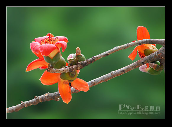 木棉爭春 摄影 楊柳雨