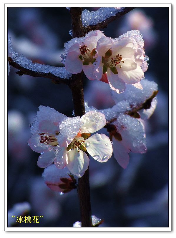 "冰桃花" 摄影 影像记忆