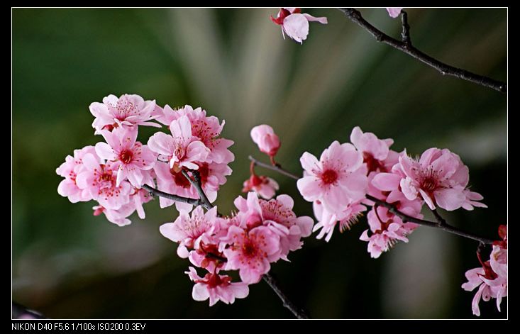 梅 摄影 雨嫔