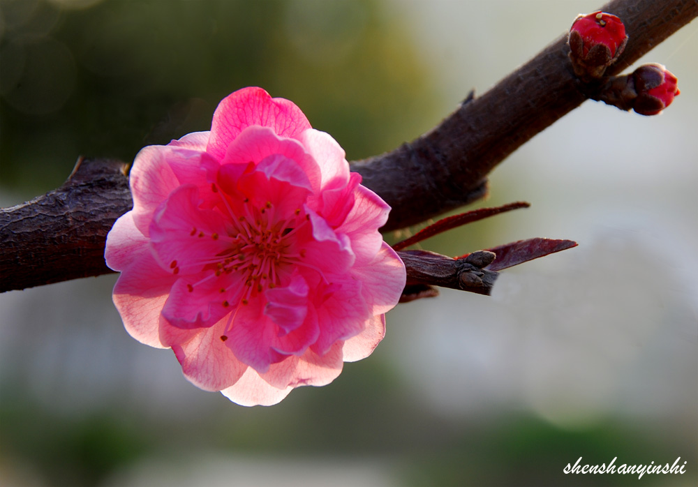 春花 摄影 深山隐士