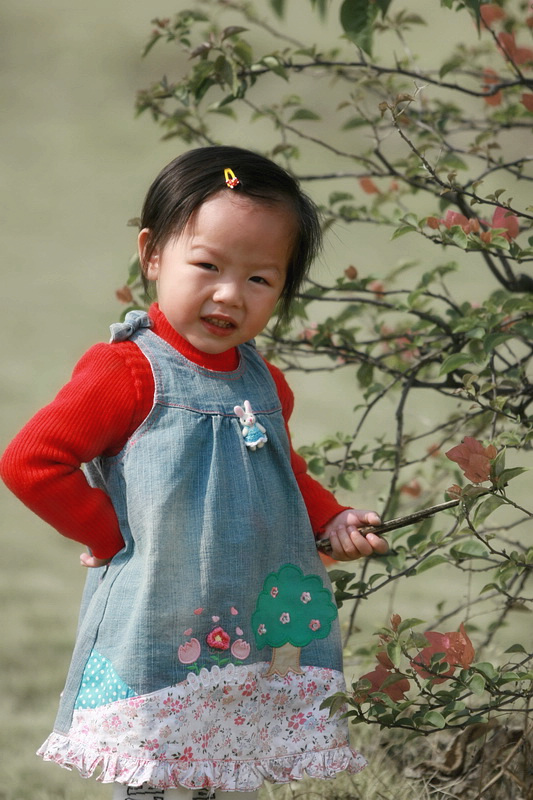 春天的花朵 摄影 山谷