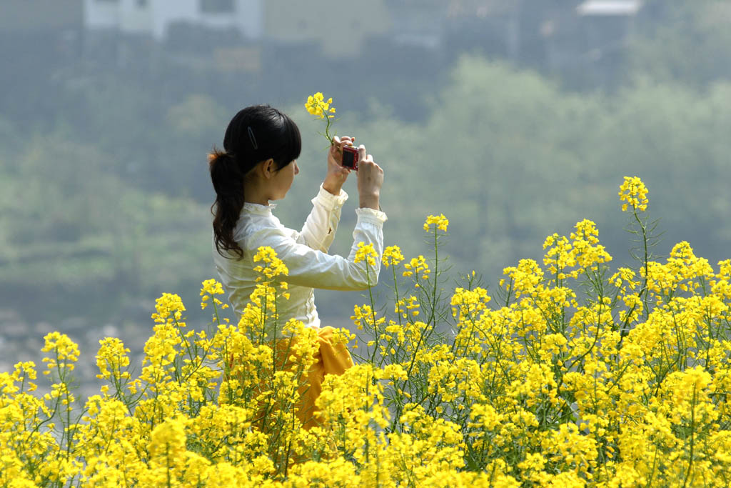 菜花丛中觅美景 摄影 阿纲