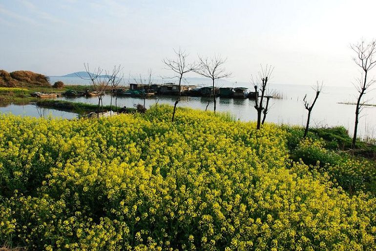 太湖油菜黄 摄影 信天堂使者