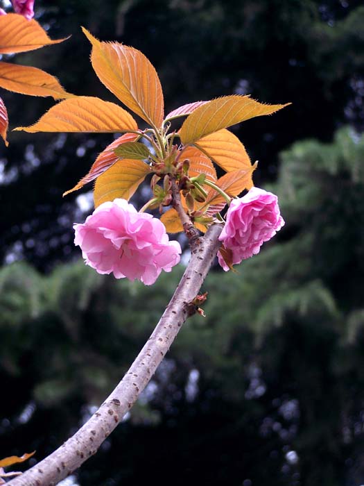 翘枝头 摄影 红岩上