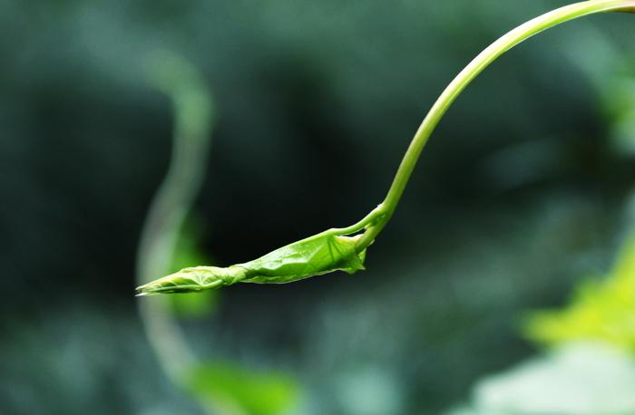 探春2 摄影 激蒺藜野菊