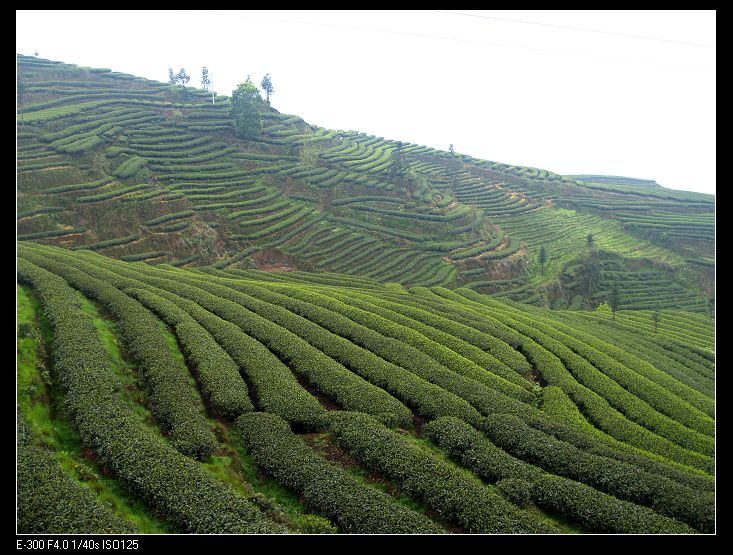 茶韵－美丽的雅安顶茶园 摄影 hsil