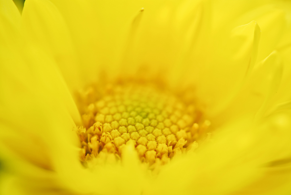 菊蕊 摄影 太空漫步