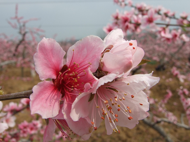 桃花盛开 摄影 xibeilin