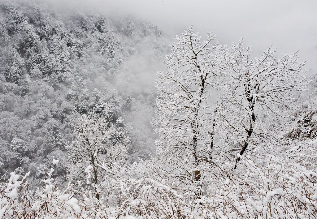 夹金山雪景 摄影 龙民